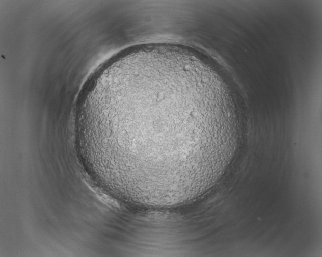 X0000076381364200611031618