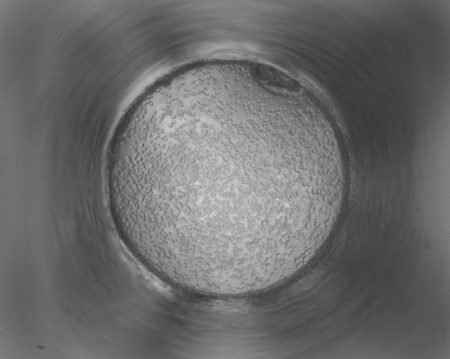 X0000076381384200611031618