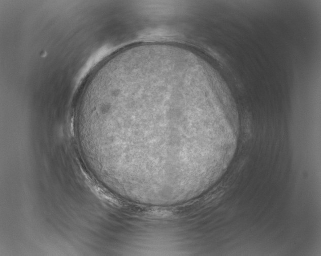 X0000076381462200611031617