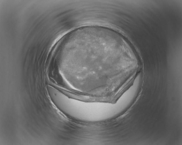 X0000076381529200611031616