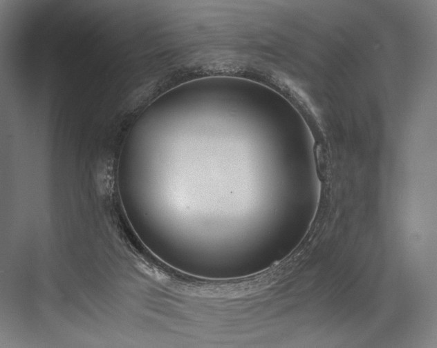 X0000076390017200610061202