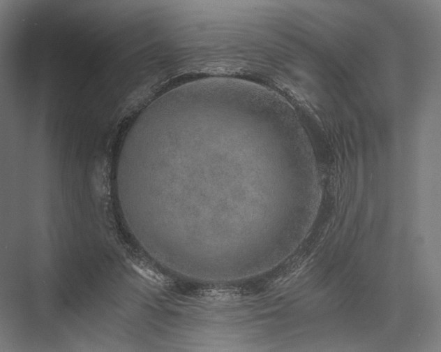 X0000076390303200610061157