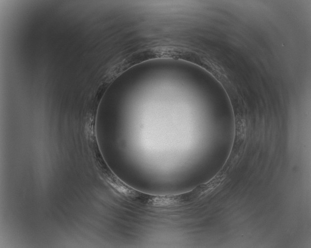 X0000076390766200610061150