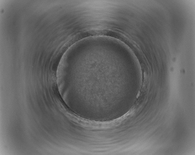 X0000076390048200610161151