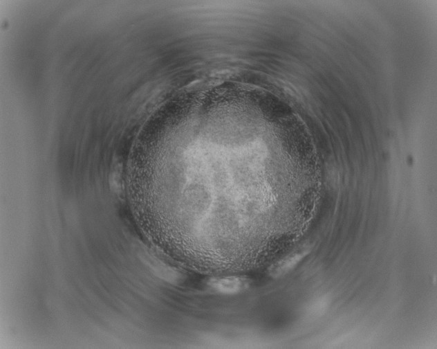 X0000076390181200610161149