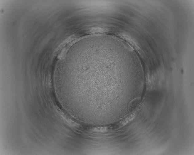 X0000076390353200610161146