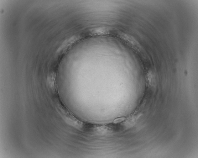 X0000076390423200610161145