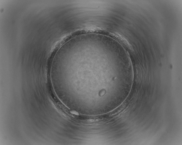 X0000076390496200610161144