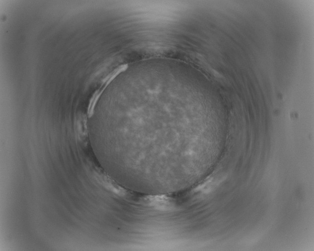 X0000076390528200610161143