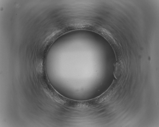 X0000076390596200610161142