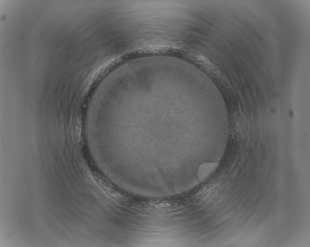 X0000076390640200610161141