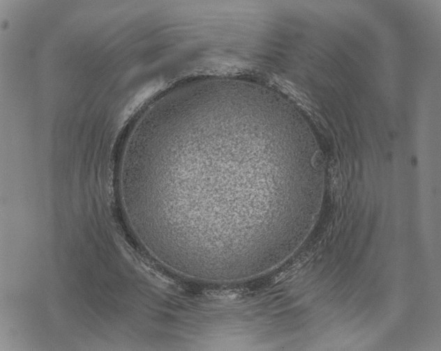 X0000076390679200610161141