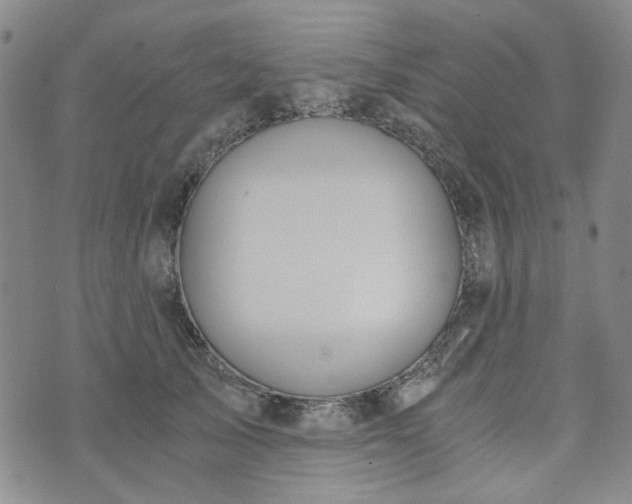 X0000076390705200610161140