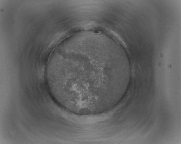 X0000076390018200610202116