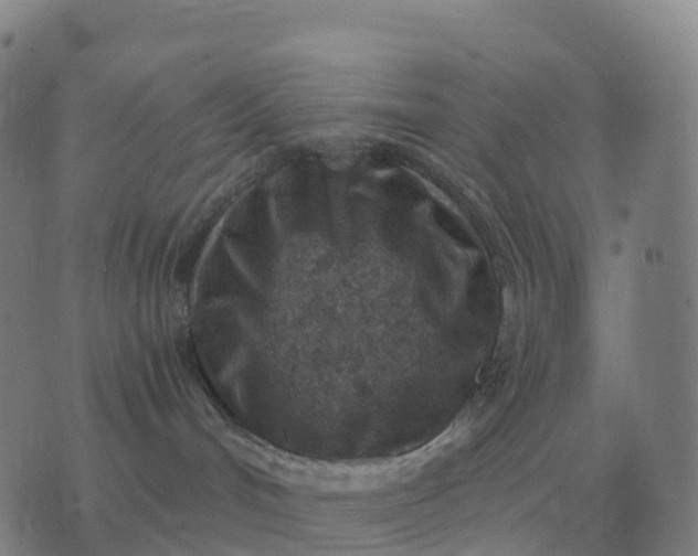 X0000076390048200610202115