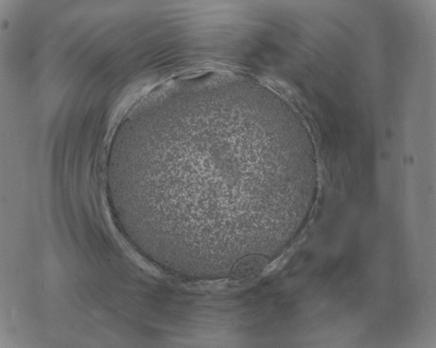 X0000076390049200610202114