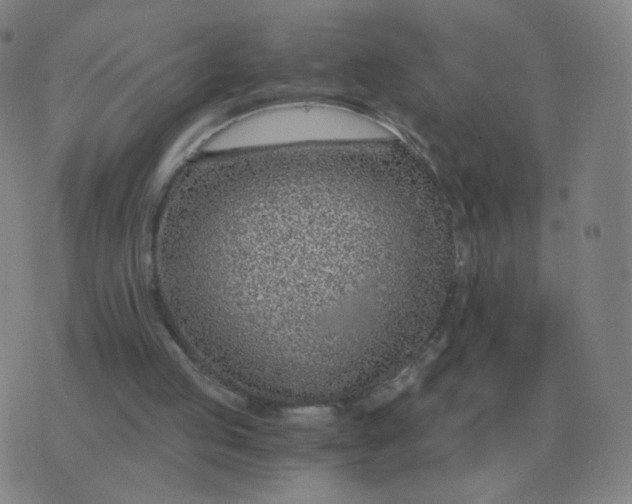 X0000076390053200610202114