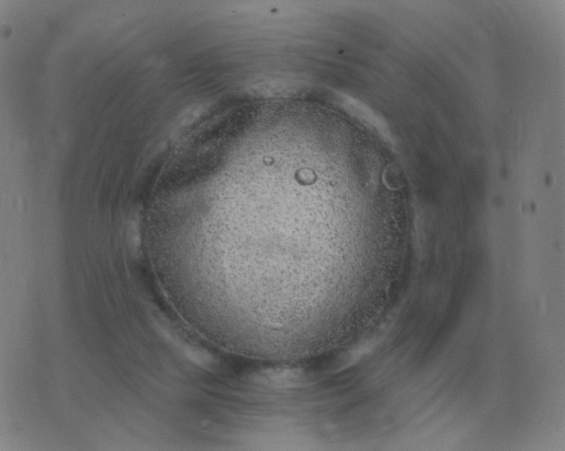 X0000076390065200610202115