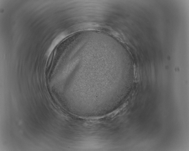 X0000076390099200610202114