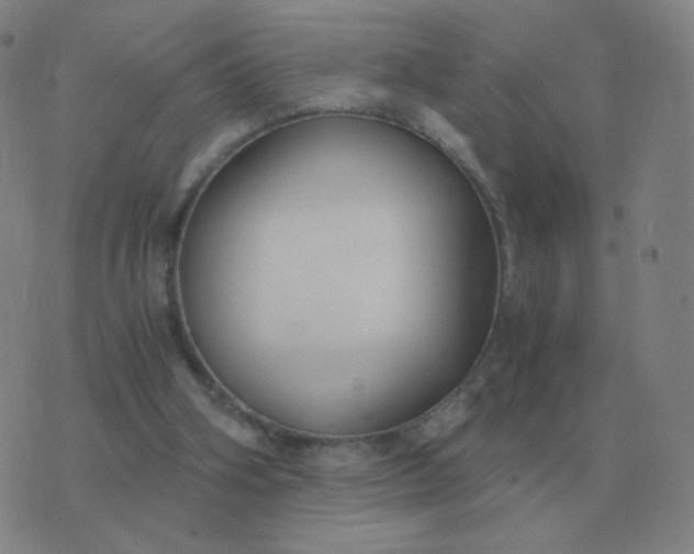 X0000076390106200610202114