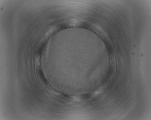 X0000076390127200610202114