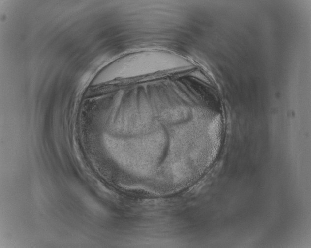 X0000076390145200610202113