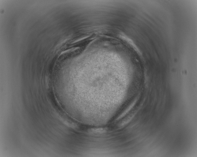 X0000076390161200610202113