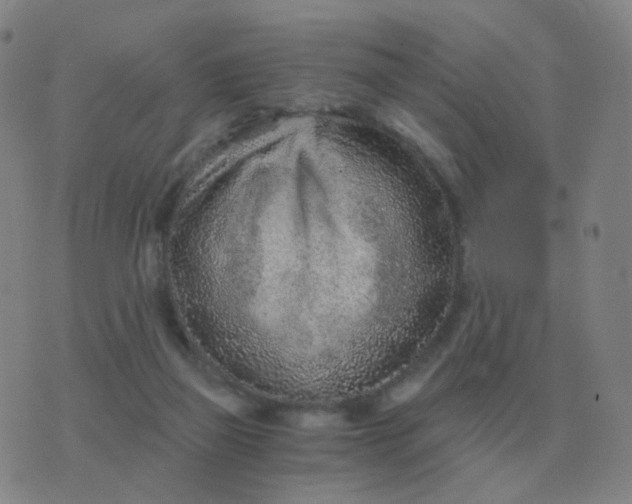 X0000076390165200610202113