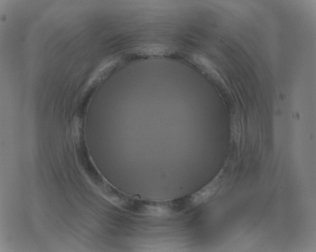 X0000076390167200610202113