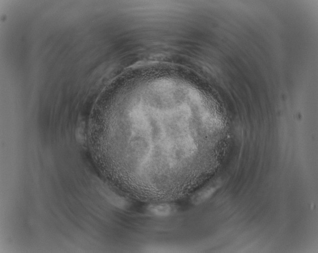 X0000076390181200610202113