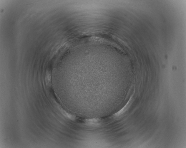 X0000076390192200610202113