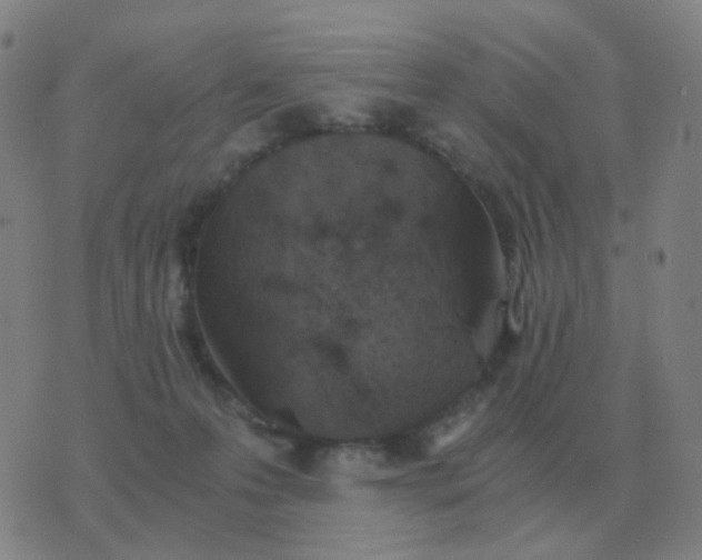 X0000076390223200610202112