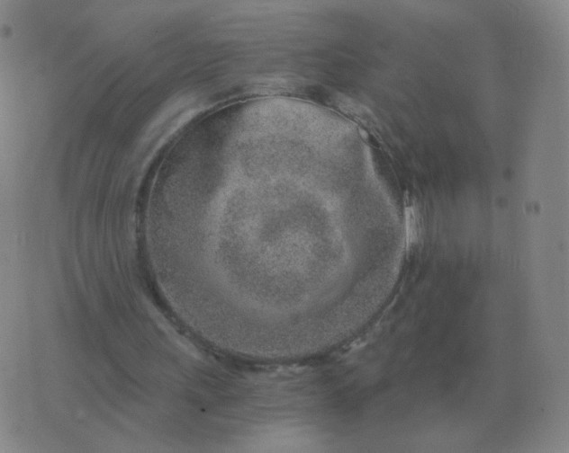 X0000076390243200610202111