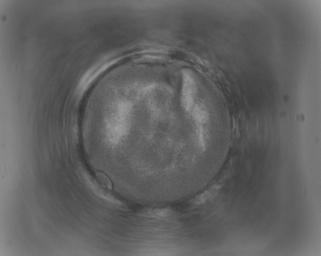 X0000076390247200610202111