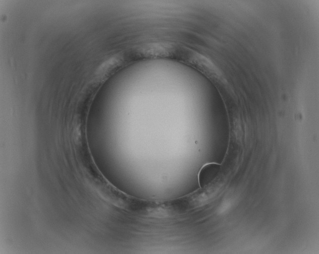 X0000076390259200610202111