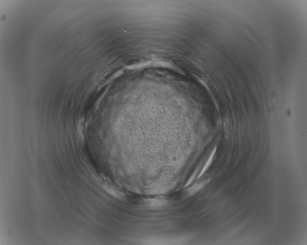 X0000076390286200610202112