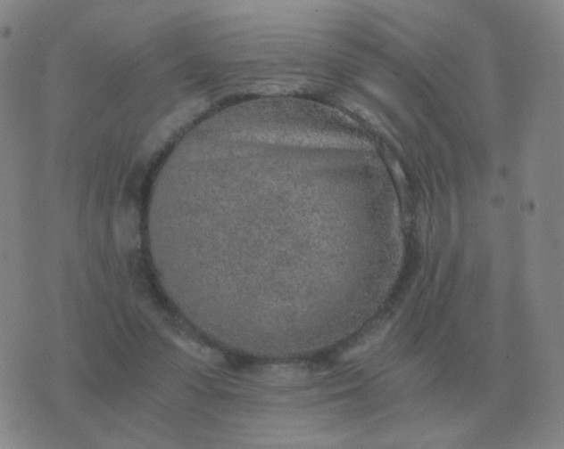 X0000076390303200610202111