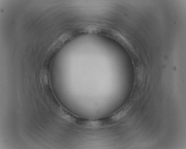 X0000076390313200610202111