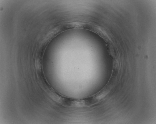 X0000076390317200610202111