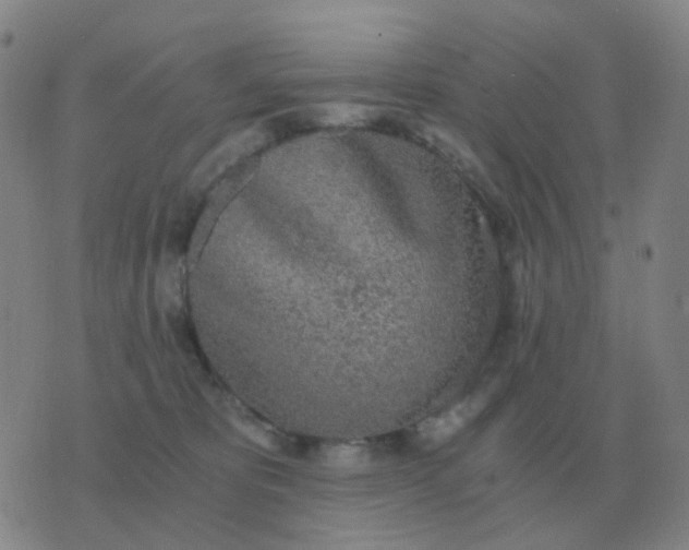 X0000076390325200610202111