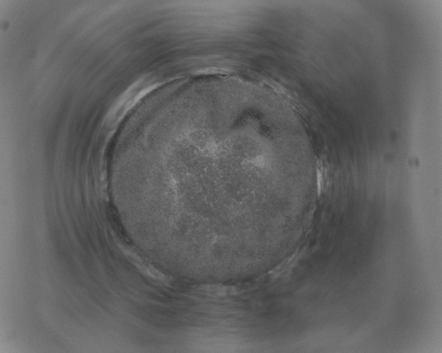 X0000076390339200610202110