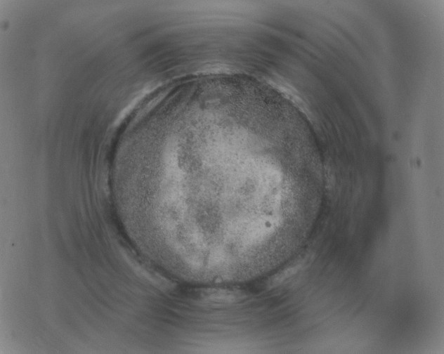 X0000076390347200610202110