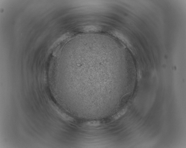 X0000076390353200610202110