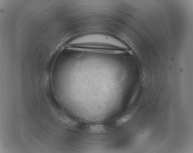 X0000076390355200610202110