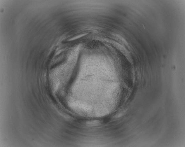 X0000076390357200610202110