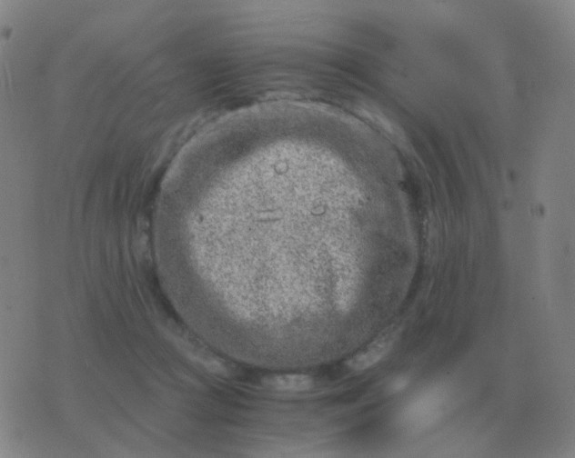 X0000076390361200610202110