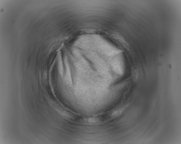 X0000076390365200610202110