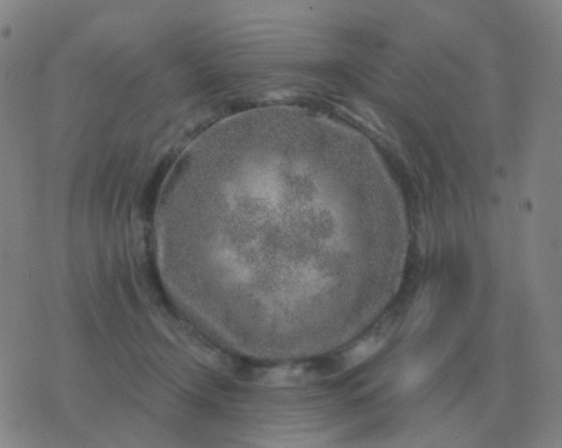 X0000076390366200610202110