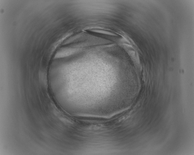 X0000076390386200610202110