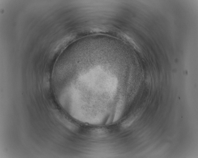 X0000076390402200610202109